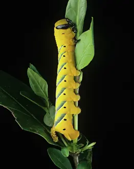 Deaths: Deaths head hawk-moth