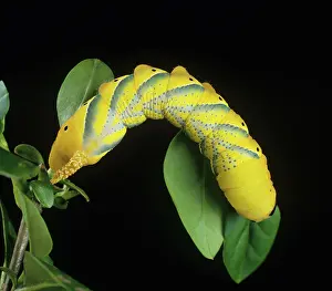 Deaths: Deaths head hawk-moth