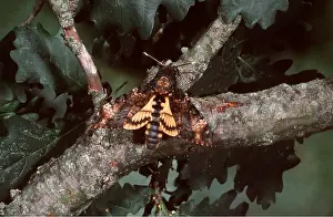 Deaths: Death's-head HAWK-MOTH