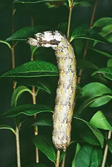 Acherontia: Death's-Head Hawk-MOTH - Larvae / caterpillar