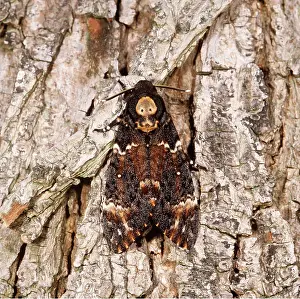 Colouration: Death's-head HAWK-MOTH - showing skull-like marking