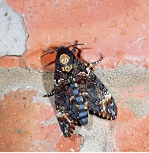 Colouration: Death's-Head HAWK-MOTH - showing skull-like marking