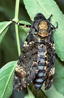 Acherontia: Death's-head Hawkmoth