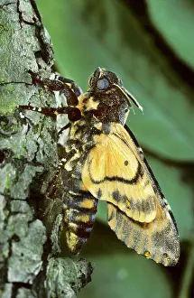 Acherontia: Death's-head Hawkmoth