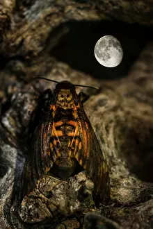 Moonlight: Death's-head Hawkmoth adult perched on a tree and the moon