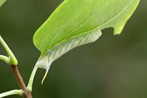 Hawkmoth: Death's Head Hawkmoth Larva