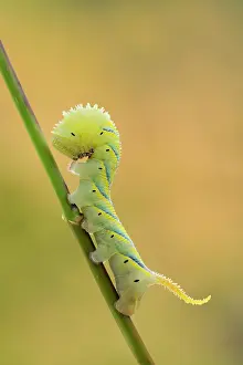 Hawkmoth: Death's Head Hawkmoth Larva