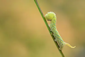 Hawkmoth: Death's Head Hawkmoth Larva