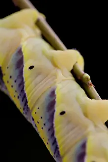 Hawkmoth: Death's Head Hawkmoth Larva
