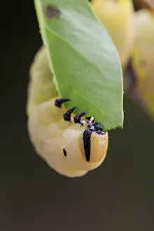 Hawkmoth: Death's Head Hawkmoth Larva