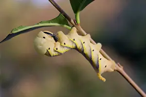 Hawkmoth: Death's Head Hawkmoth Larva