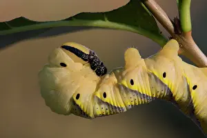 Hawkmoth: Death's Head Hawkmoth Larva
