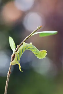 Hawkmoth: Death's Head Hawkmoth Larva