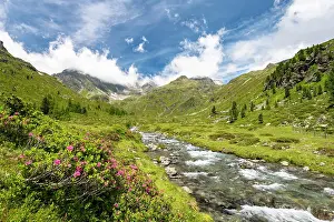Alpenrose: Debantbach with Rusty-leaved alpenrose (Rhododendron