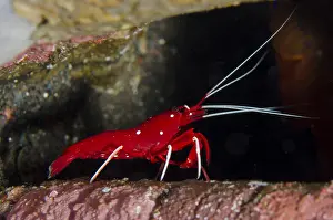 Lysmata: Debelius Cleaner Shrimp - Ghost Bay dive site