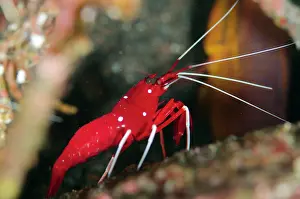 Hippolytidae: Debelius Cleaner Shrimp - Ghost Bay dive site, Amed