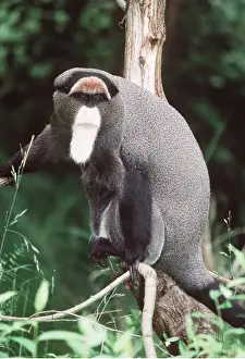 Beards: DEBRAZZA'S MONKEY - IN TREE