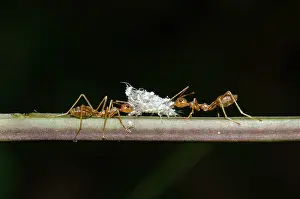 Attacked: Debris-carrying Lacewing larvae - being attacked