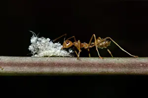 Attacked: Debris-carrying Lacewing larvae - being attacked