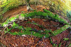 Decaying: Decaying Beech Tree stems - and autumn colour in