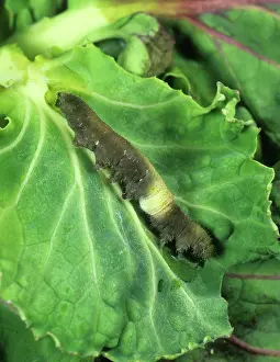 Pesticide: Decaying White Butterfly Caterpillar