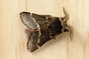 Dorsal: December moth
