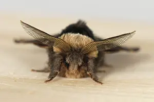 Populi: December moth