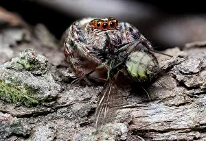 Feasting: A decent sized jumping spider feasting on a fly