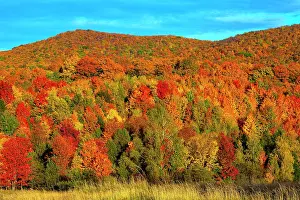 Townships: Deciduous forest in bright autumn colours, Bromont