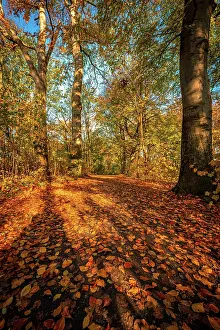 Hanover: A deciduous forest in late autumn with colourful
