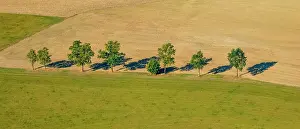 Dirt: Deciduous trees by dirt road, aerial, Elfringhausen