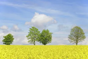 Brassica: Deciduous trees at a flowering rape field (Brassica