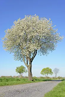 Prunus: Deciduous trees by a green grain field, cherry (Prunus)