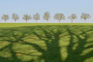 Grainfield: Deciduous trees, row of trees, cast shadow falls