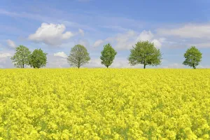 220822: Deciduous trees, row of trees next to a flowering