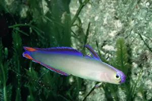 Firefish: Decorated Dart Goby / Purple Firefish