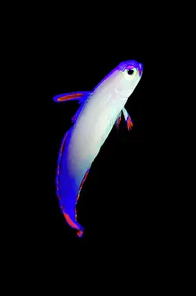 Wetar: Decorated Dartfish