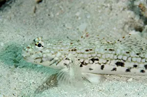 Reta: Decorated Goby