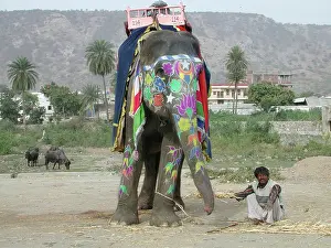 Richard Porter: Decorated Indian Elephant