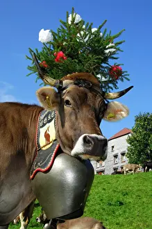 Queen: Decorated queen, cow, ceremonial driving of the
