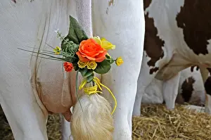 Competitions: Decorations hung from the tails of cows Montbeliardes
