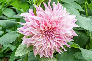 Double: Decorative dahlia, Dahlia Cafs au Lait Breeder