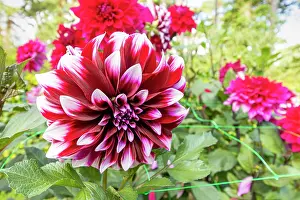 Double: Decorative dahlia, Dahlia Contraste Breeder :