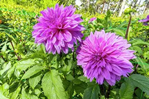 Double: Decorative dahlia, Dahlia Lilac Time Breeder :