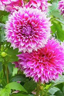 Double: Decorative dahlia, Dahlia Orija Breeder: Balsevi?ius