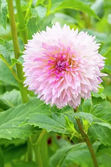 Double: Decorative dahlia, Dahlia Sakura Fubuki, flower