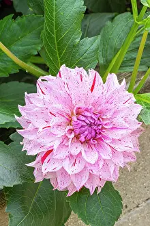 Sierra: Decorative dahlia, Dahlia Sierra Breeder : Turc