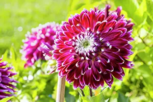 Cycle: Decorative dahlia, Dahlia Vancouver, flower