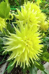 Double: Decorative dahlia, Dahlia Yellow Passion Breeder