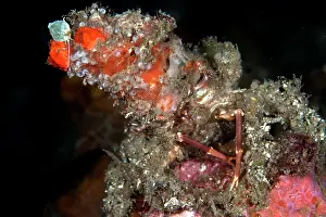 Shellfishes: Decorator Crab